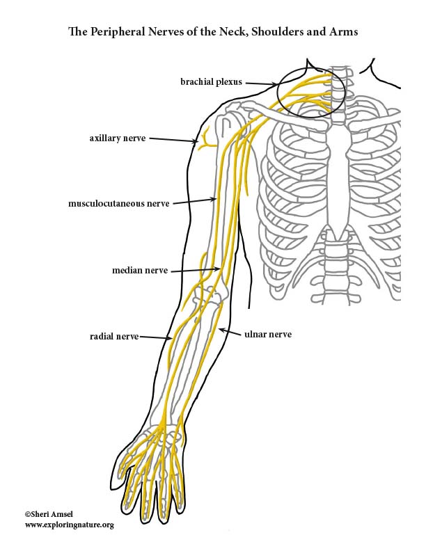 Nerves of the Upper Limb - Color Diagram
