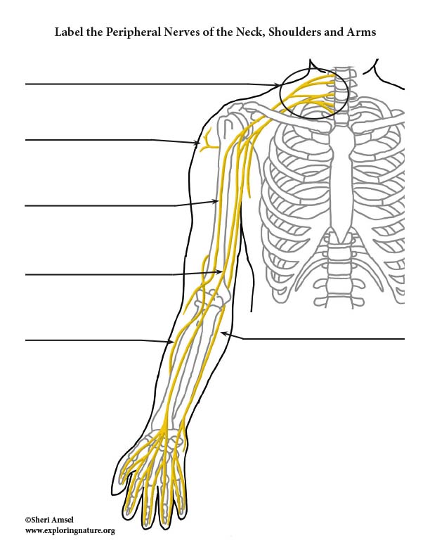 Nerves of the Upper Limb - Labeling Diagram