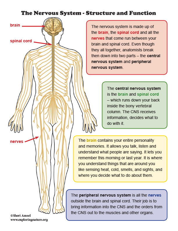 Nervous System Structure And Function Mini Poster