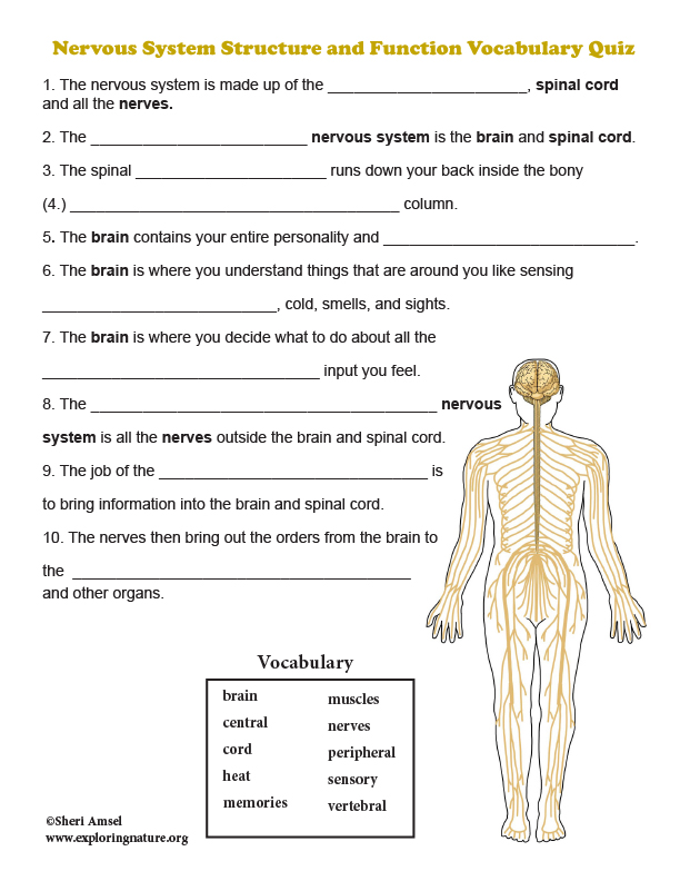 research questions about the nervous system