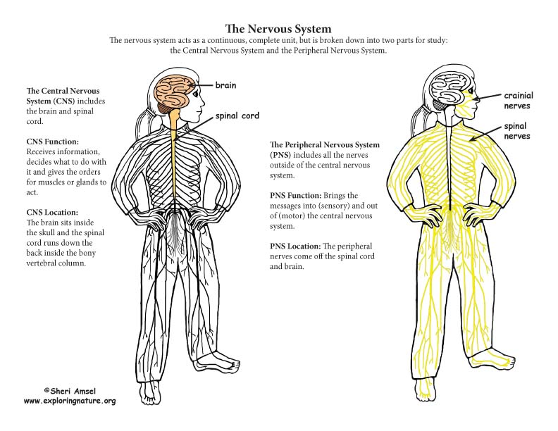 Featured image of post Central Nervous System Cns Clipart The central nervous system very often abbreviated as cns is comprised of the nerves that integrate the information from and coordinate the response to the rest of the nerves reaching the other parts of the body