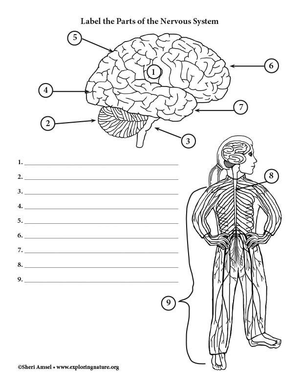 Nervous System Labeling Worksheet