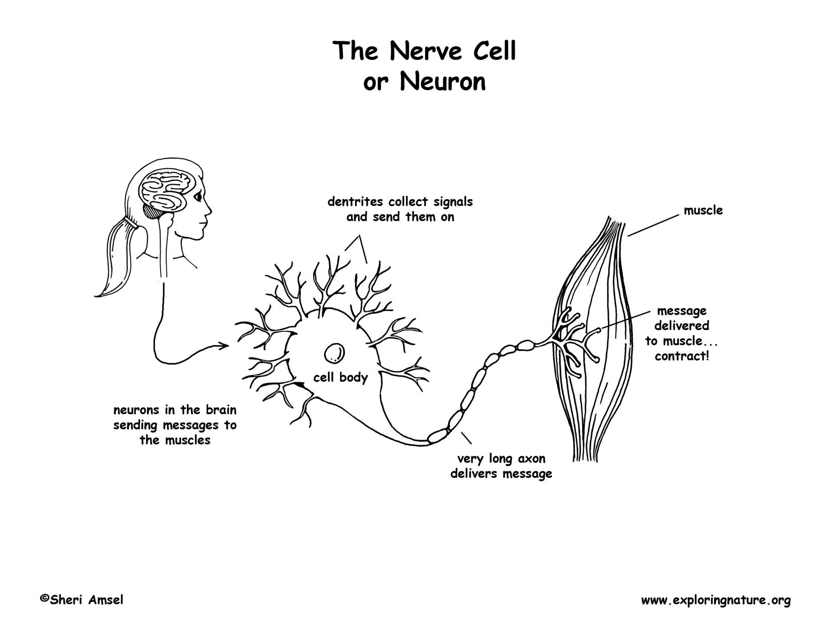 Нервные клетки с запасом читать. Neuron Cell. Обезьяна neuron activation. Neuron activation шабьлгрон Мемак. Черно белый пдф нерв.