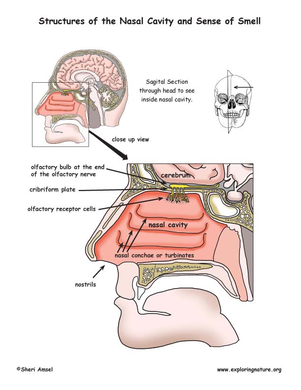 The Structures of Smell