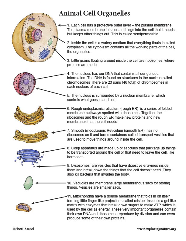 various-cell-organelles-and-their-functions-organelle-2019-02-28