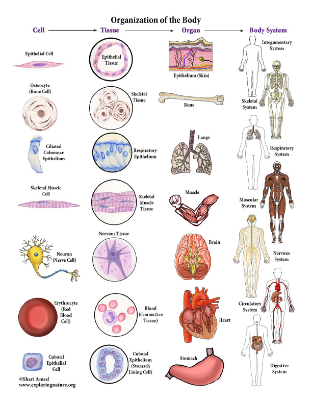 Organization Of The Body Worksheet