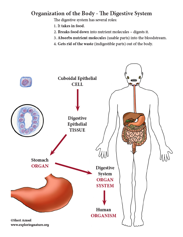 Levels of Organization in the Body - Cells to Organisms (Color)