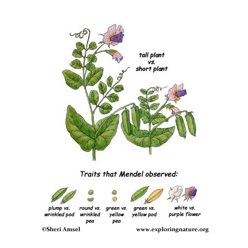 Square Activity Mendel's Genetics