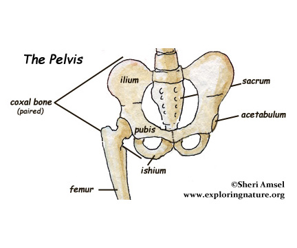 The Hips (Pelvis) -- Exploring Nature Educational Resource