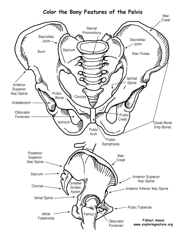 Pelvis Anatomy Bones - Anatomy Diagram Book