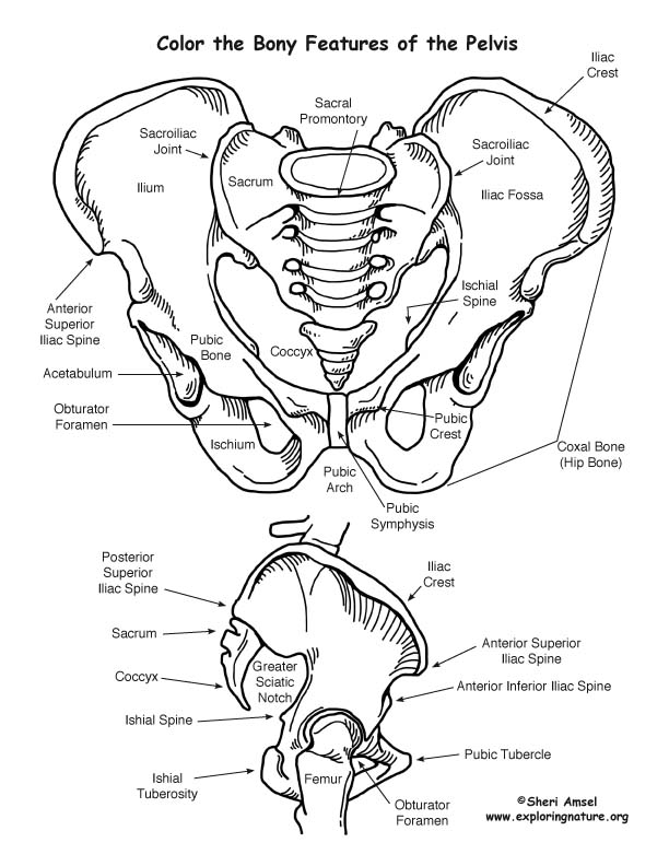 Pelvis Boney Features Coloring Page