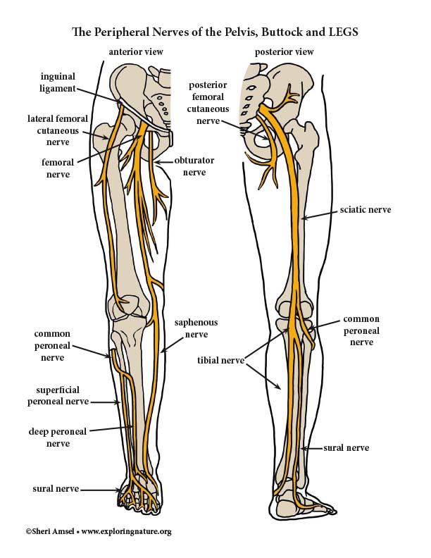 Нервы ноги. Lower Extremity nerves. Периферик нерв система ноги.