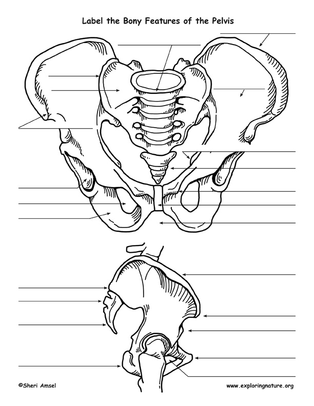 The pelvis, or pelvic girdle is formed by 2 hip bones (coxal bones). 