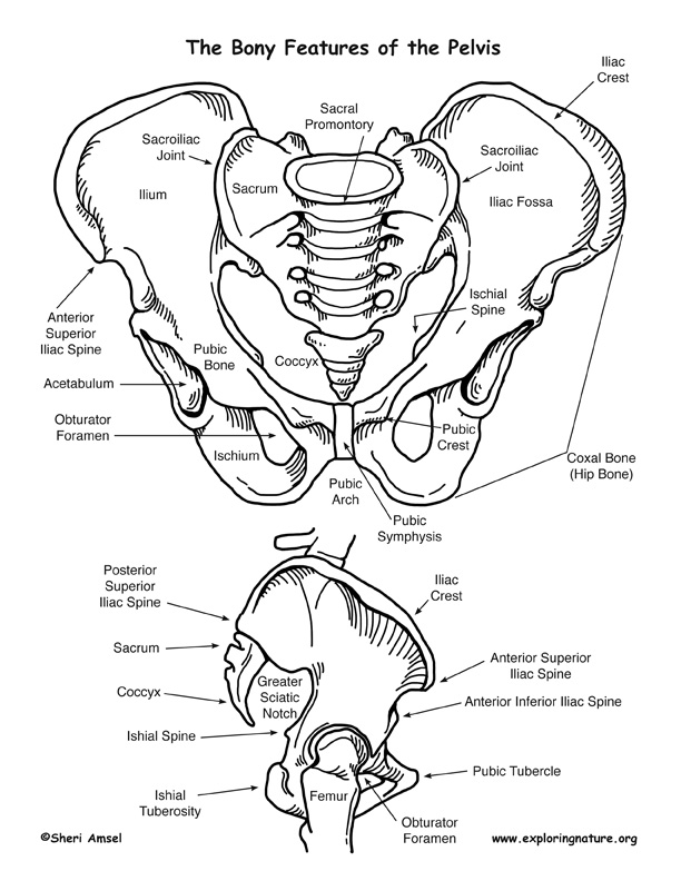 Pelvis – Bony Features