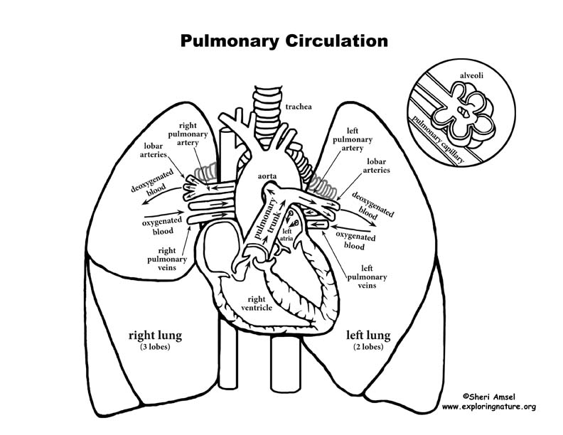 Pulmonary Blood Flow Chart