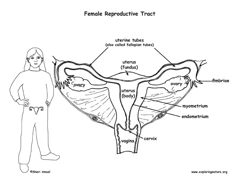 Reproductive System - Female