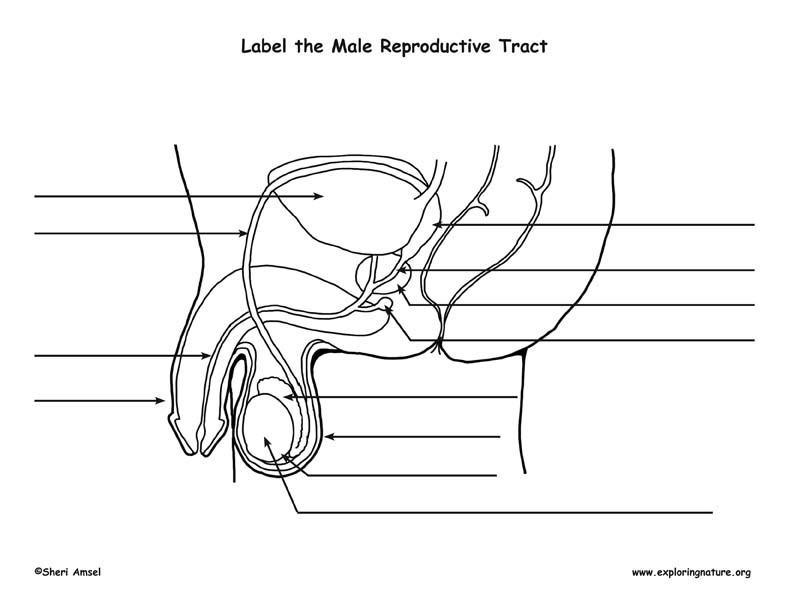 Male Reproductive System Diagram Quiz