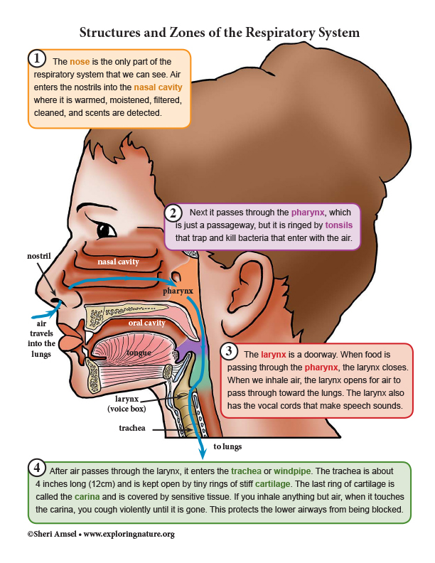 Respiratory System Organs and Structures - Read, Study, Assess