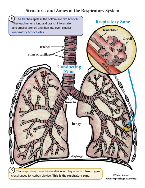 Respiratory System Organs and Structures - Read, Study, Assess