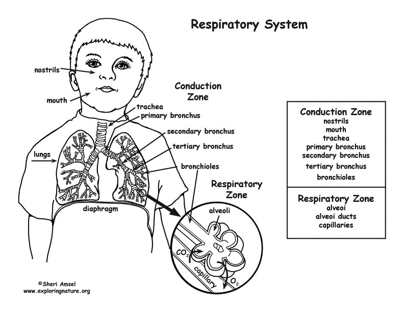 Respiratory System Coloring Page (Middle/High School)