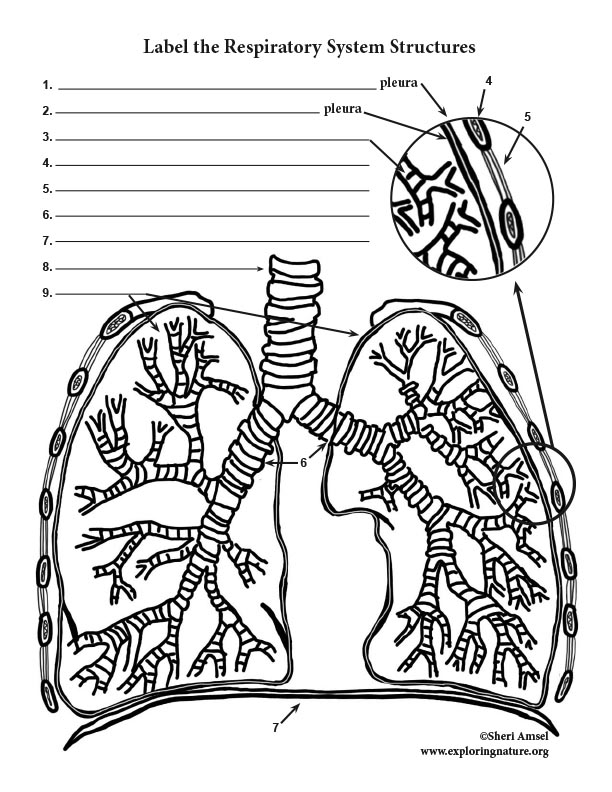 respiratory system without labels