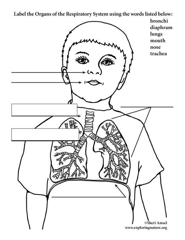 Respiratory System Labeling Worksheet