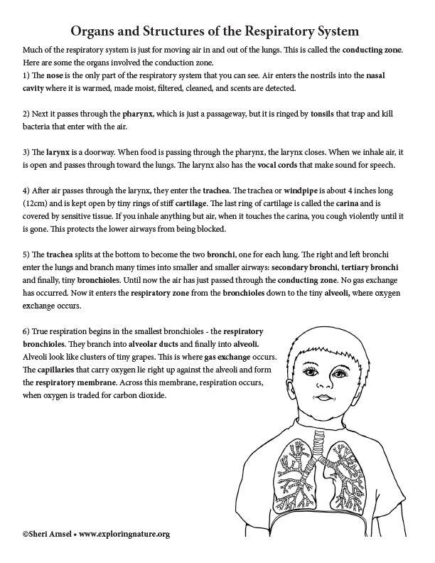 Respiratory System Organs and Structures - Read, Study, Assess