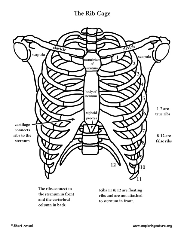 thoracic cage diagram labeled