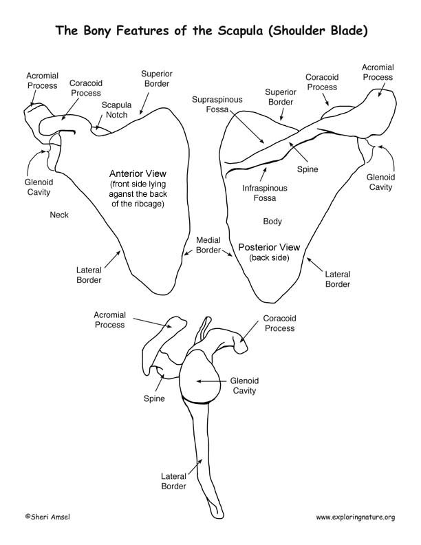Scapula Bone Markings