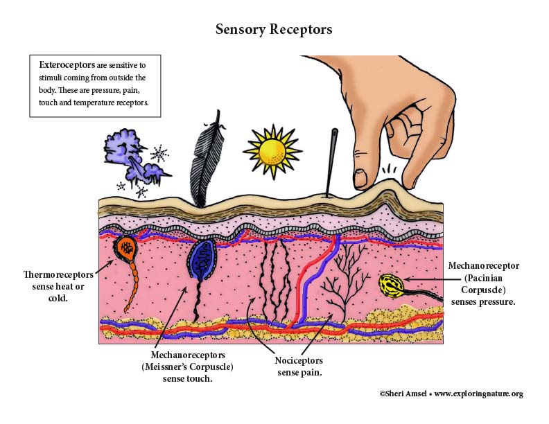 examples of exteroceptors