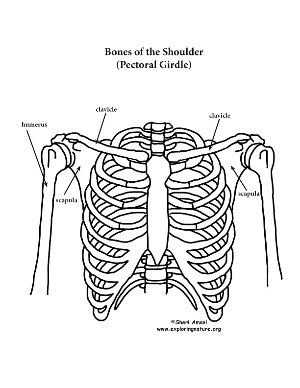 Pectoral Girdle and Upper Limb Diagram