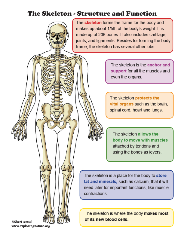 Human skeleton, Parts, Functions, Diagram, & Facts