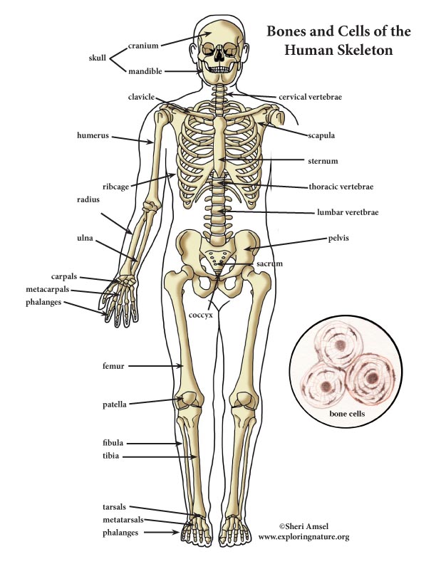 Skeletal System Chart Free