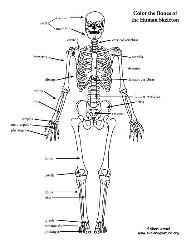 skeleton-labeled-coloring-page