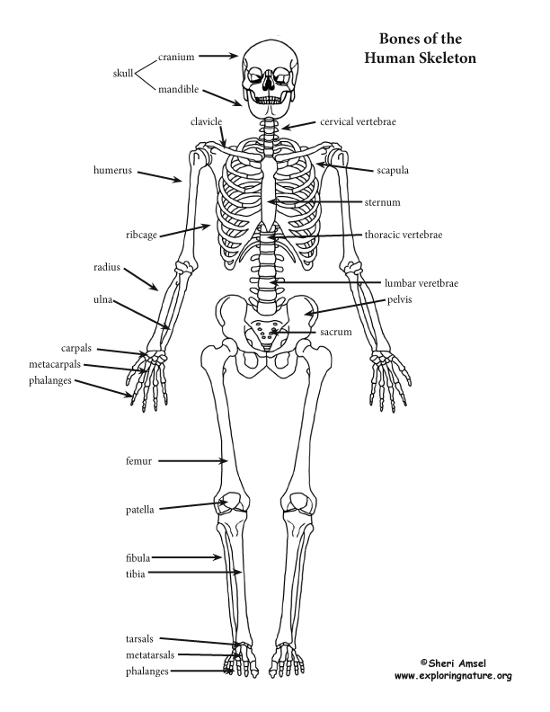 simple skeletal system diagram