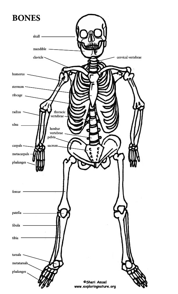 large printable skeleton parts