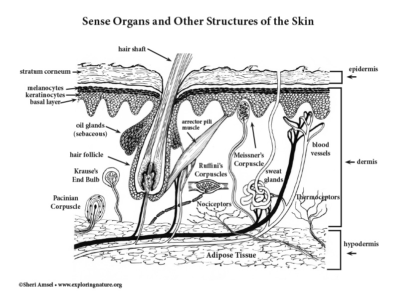 Sense Organs of the Skin (Black and White)