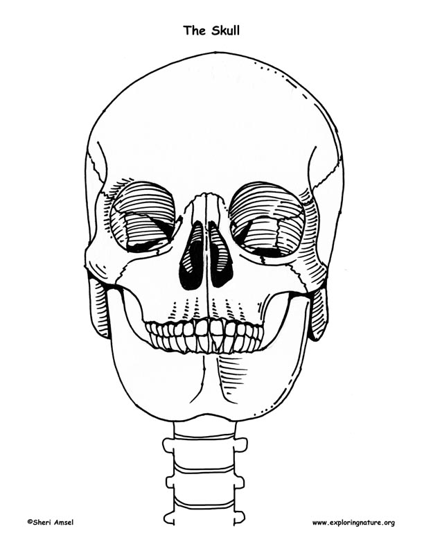Make a Model of the Human Skeleton