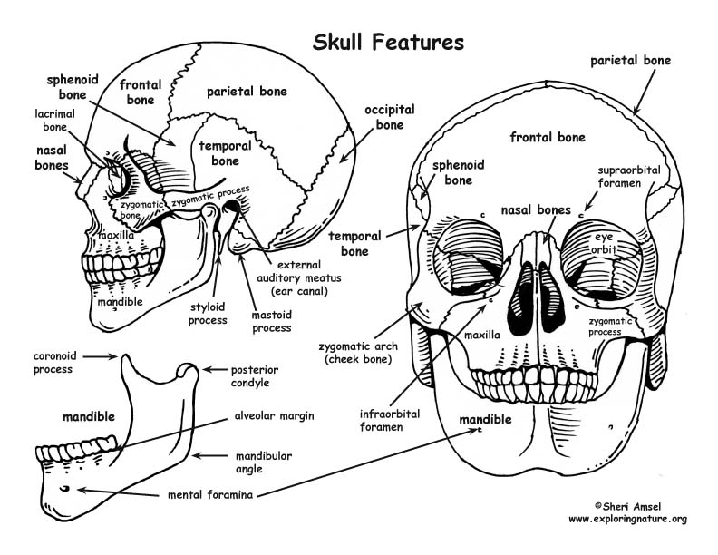 Skull Bony Features