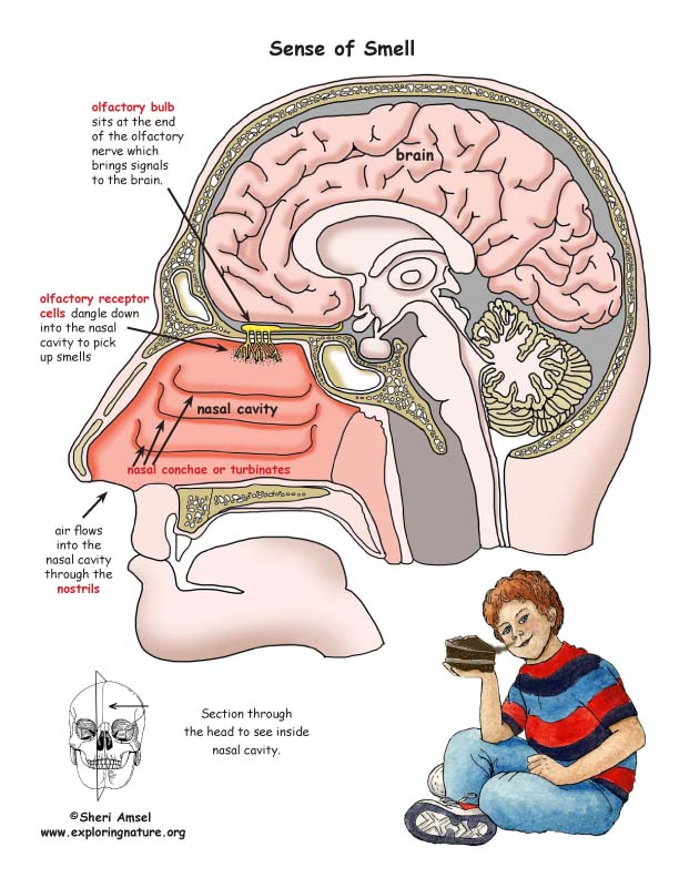 Sense of Smell Poster