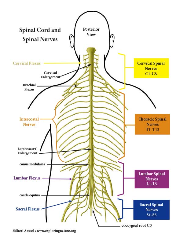 signals travel down the spinal cord to the muscles