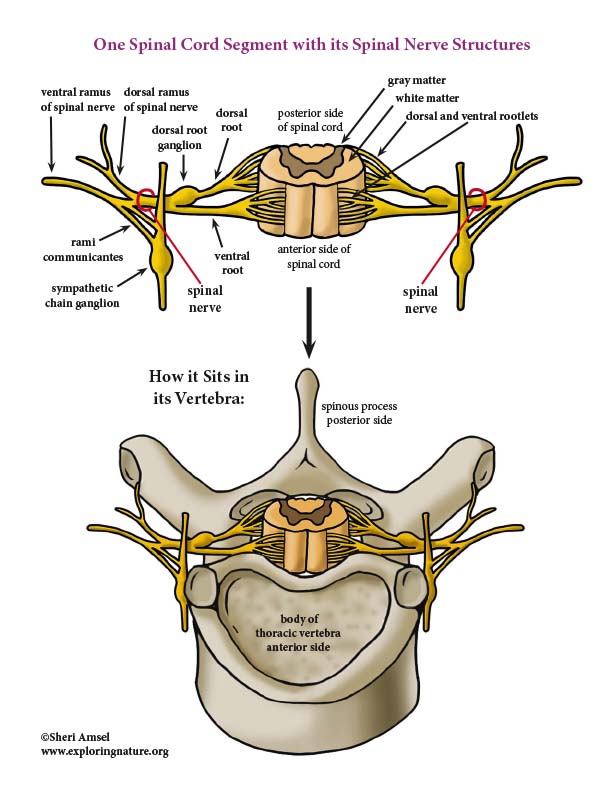 Spinal Nerve Functions