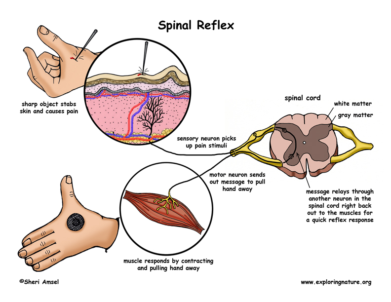 Nervous System Parts - The Peripheral Nervous System