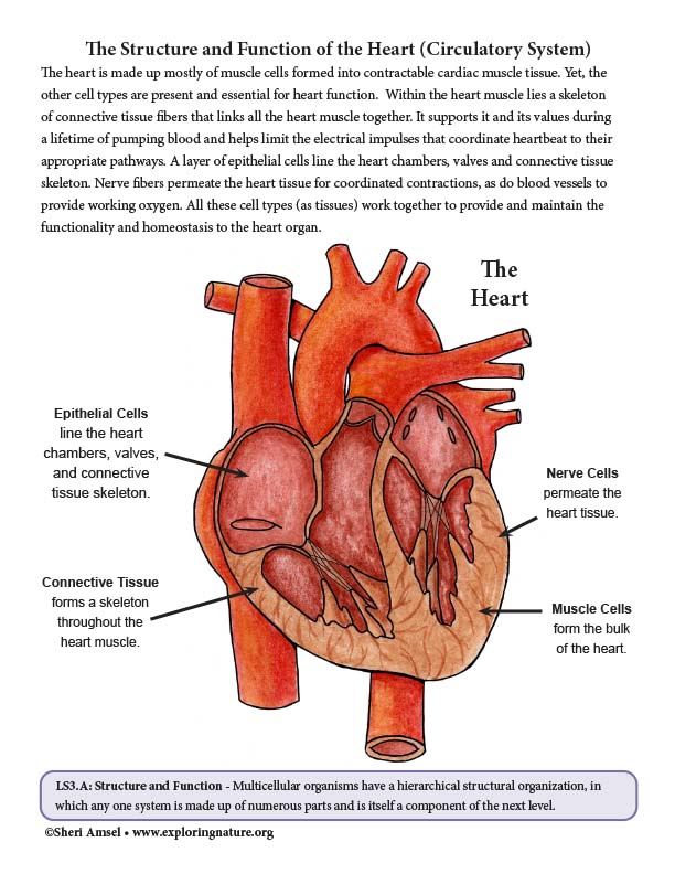 Structure and Function of the Heart