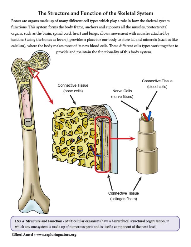 Skeletal System • Anatomy & Function