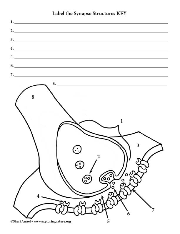 31-diagram-label-labels-2021