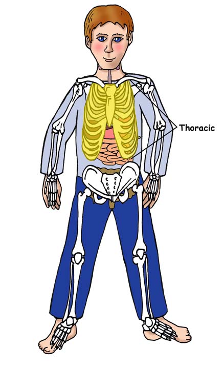 thoracic Biology Diagrams