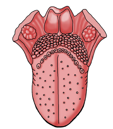 Tongue Taste Coloring Page