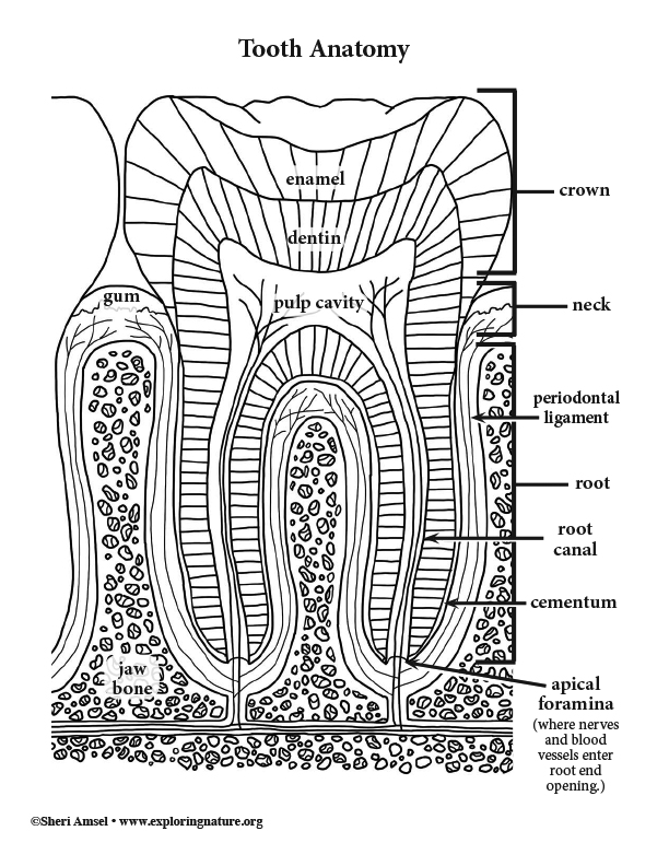 teeth coloring pages