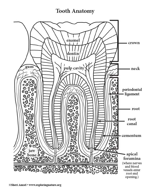 Tooth Anatomy